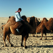 Gobi - Paula riding a Mongolian camel 04