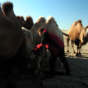 Gobi - Brano watering camels