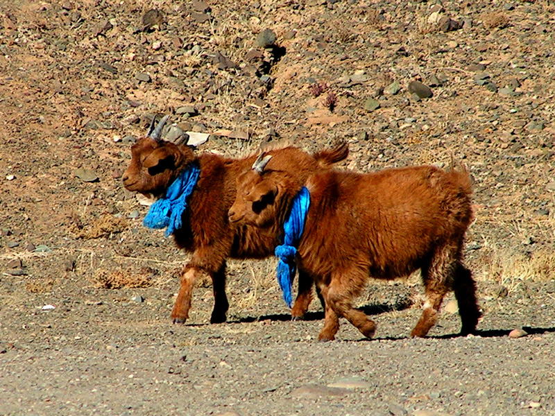 Gobi - saint sheeps :)