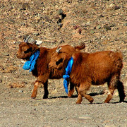 Gobi - saint sheeps :)