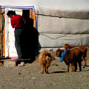 Gobi - a ger