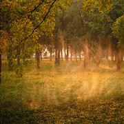 Beijing - Forbidden City park