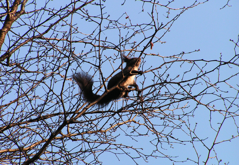 A Korean squirrel high above us