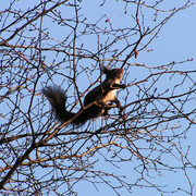 A Korean squirrel high above us