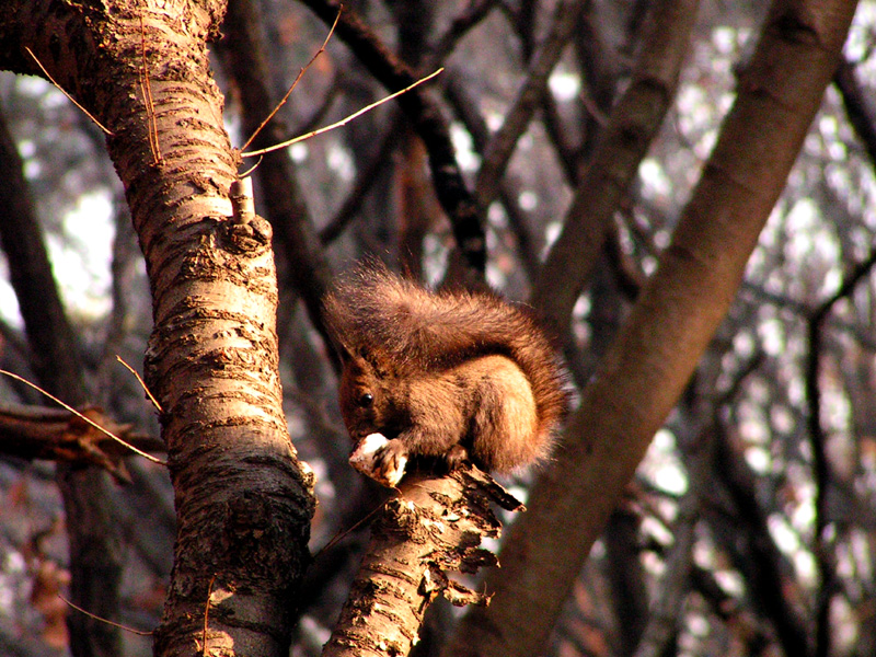 A Korean squirrel