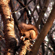 A Korean squirrel