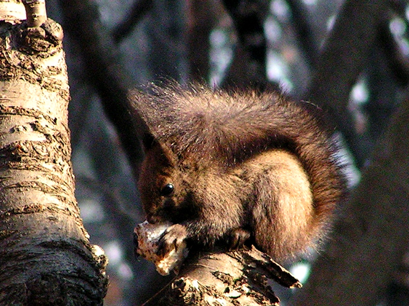 A Korean squirrel in detail