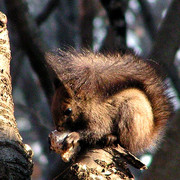 A Korean squirrel in detail