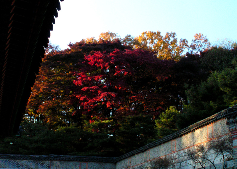 A Royal Palace in Seoul 14