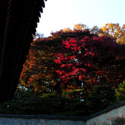 A Royal Palace in Seoul 14