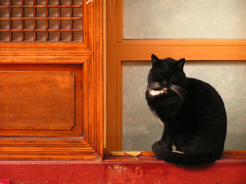 Soth Korea - a temple cat