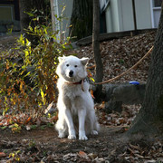 South Korea - a temple dog