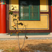 South Korea - Mu Sang Sa Temple 01