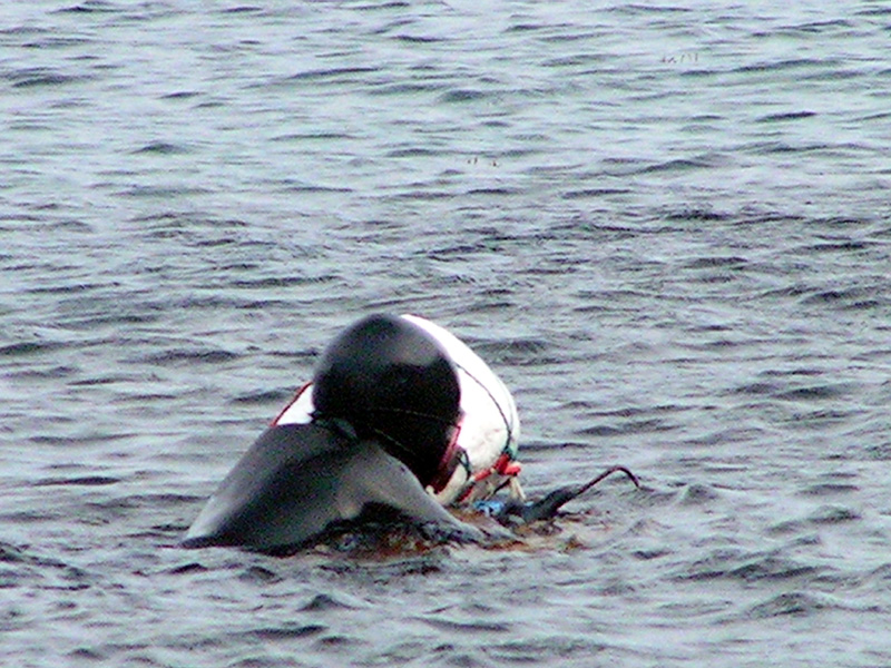 A Korean haenyo (a women diver) in Jeju Do 04