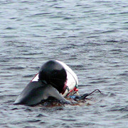 A Korean haenyo (a women diver) in Jeju Do 04