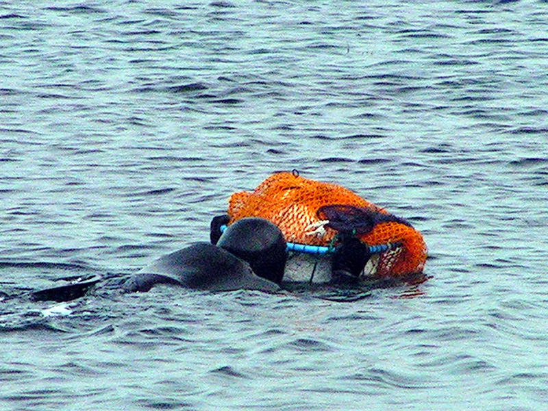 A Korean haenyo (a women diver) in Jeju Do 05