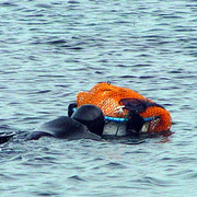 A Korean haenyo (a women diver) in Jeju Do 05