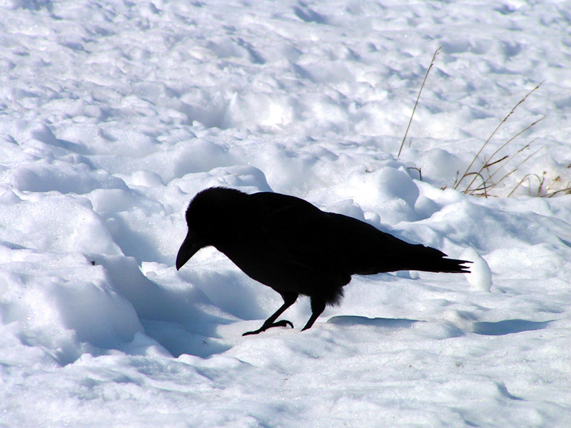 South Korea - a crow