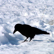 South Korea - a crow