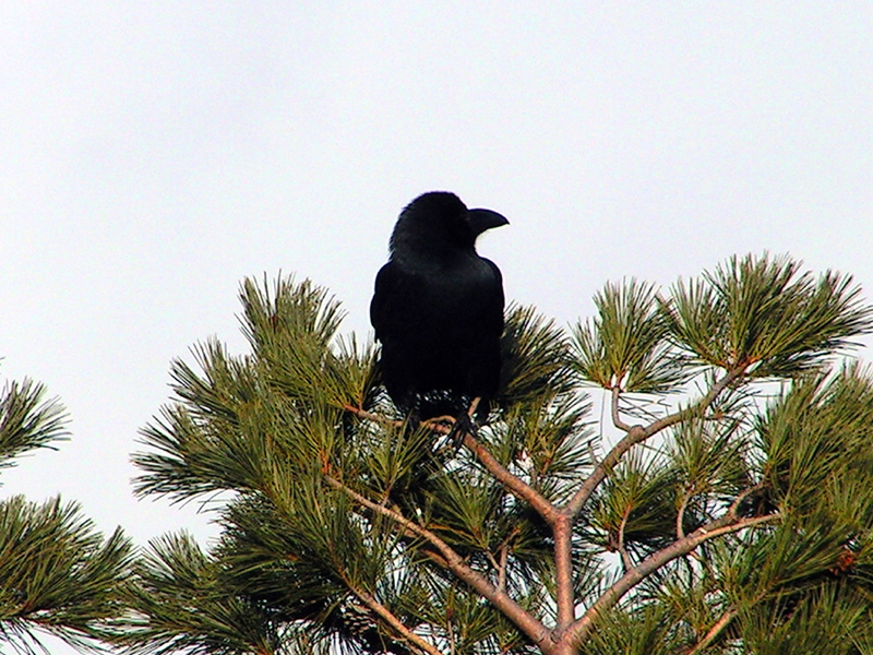 A South Korean crow