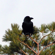 A South Korean crow