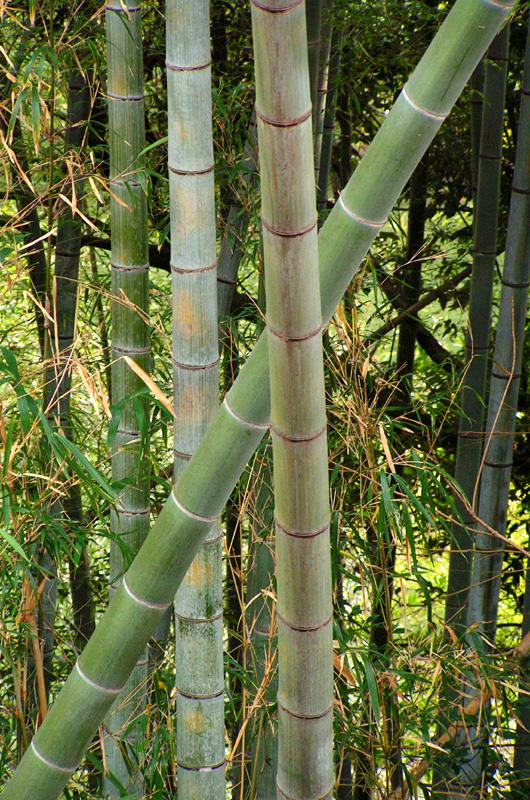 Japan - a bamboo tree in Kyushu