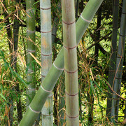 Japan - a bamboo tree in Kyushu