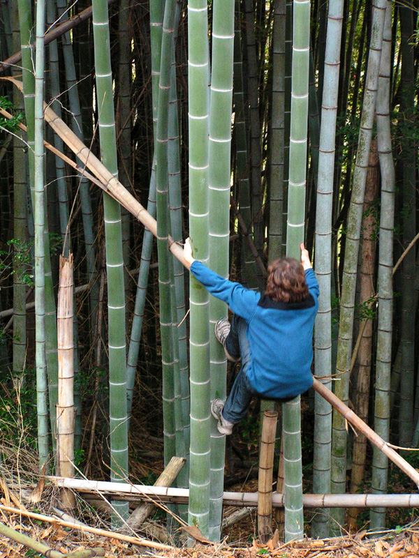 Japan - Kyushu - Brano climbing on a bamboo tree