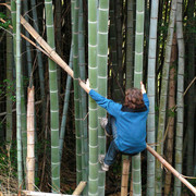 Japan - Kyushu - Brano climbing on a bamboo tree