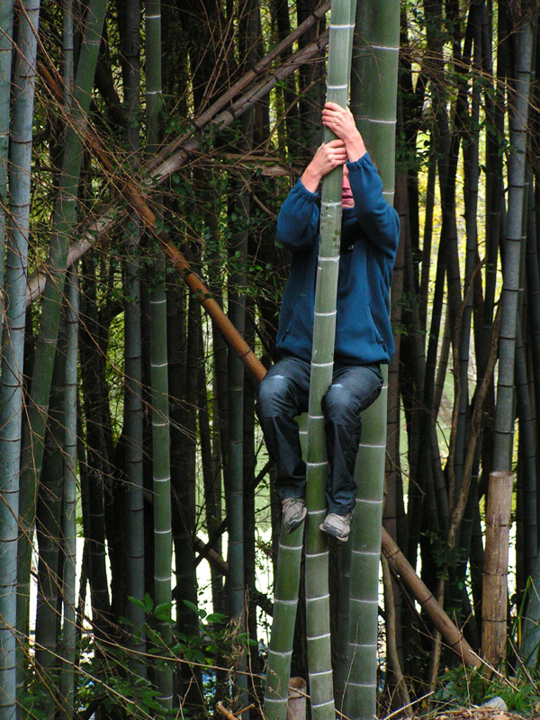 Japan - Kyushu - Brano on a bamboo tree