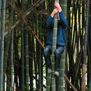 Japan - Kyushu - Brano on a bamboo tree