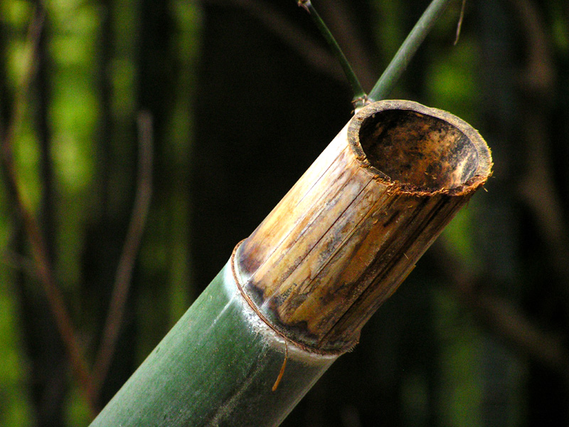 Japan - a bamboo stick