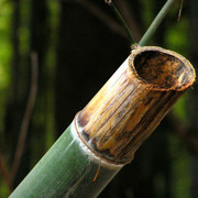 Japan - a bamboo stick
