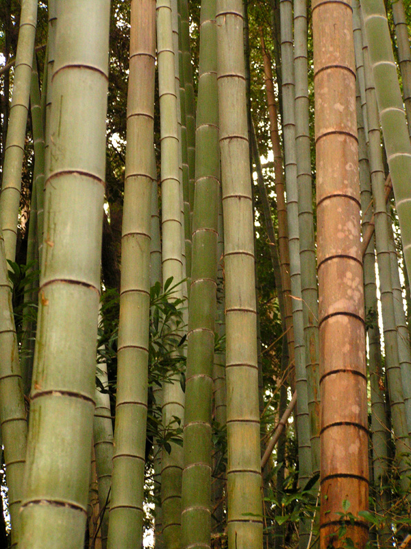 Japan - bamboo trees