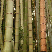 Japan - bamboo trees