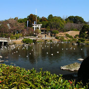 Japan - a Zen garden 01