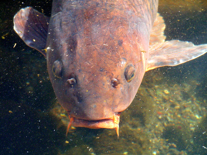 Japan - a fish in a Zen garden 01