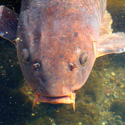 Japan - a fish in a Zen garden 01