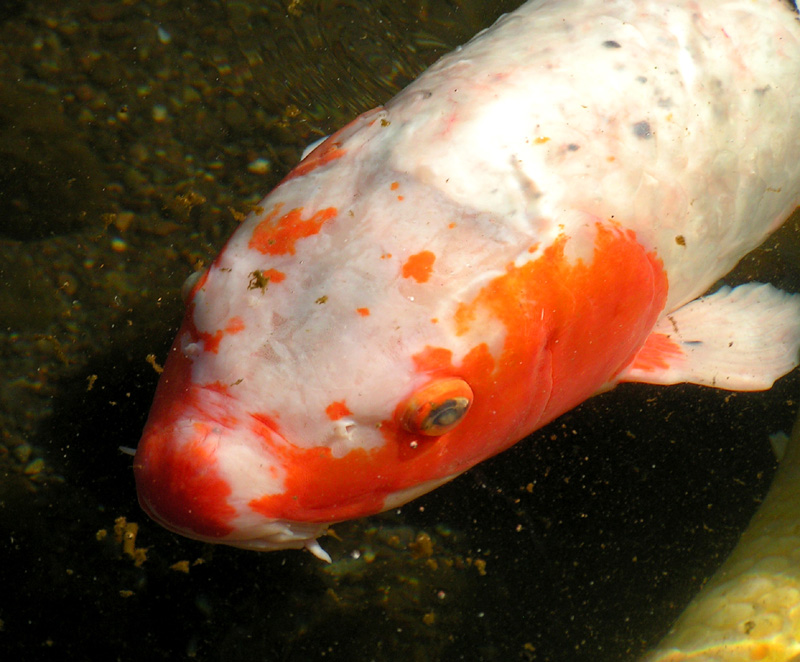 Japan - a fish in a Zen garden 02