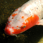 Japan - a fish in a Zen garden 02