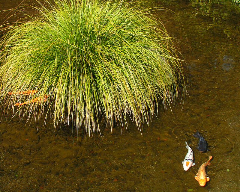 Japan - a Zen garden 06