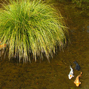 Japan - a Zen garden 06