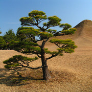 Japan - a Zen garden 08