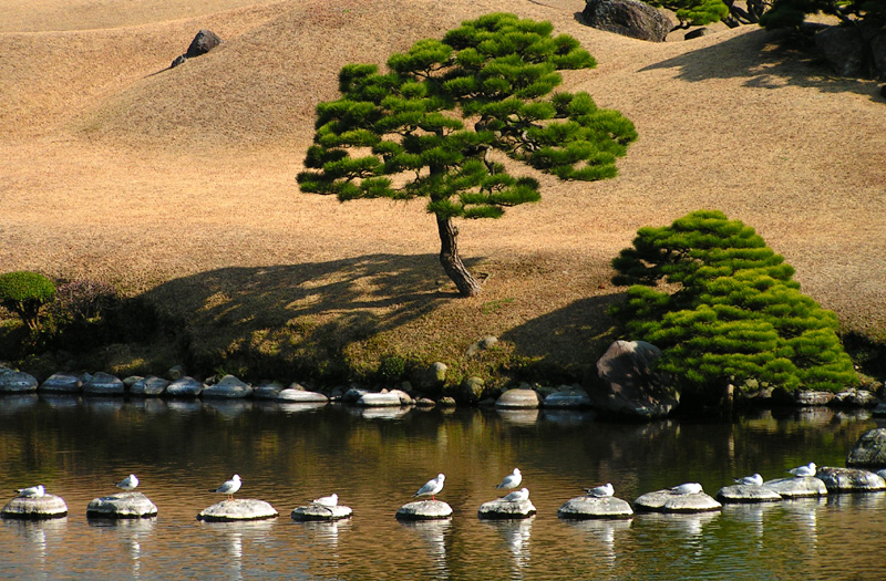 Japan - birds in a Zen garden