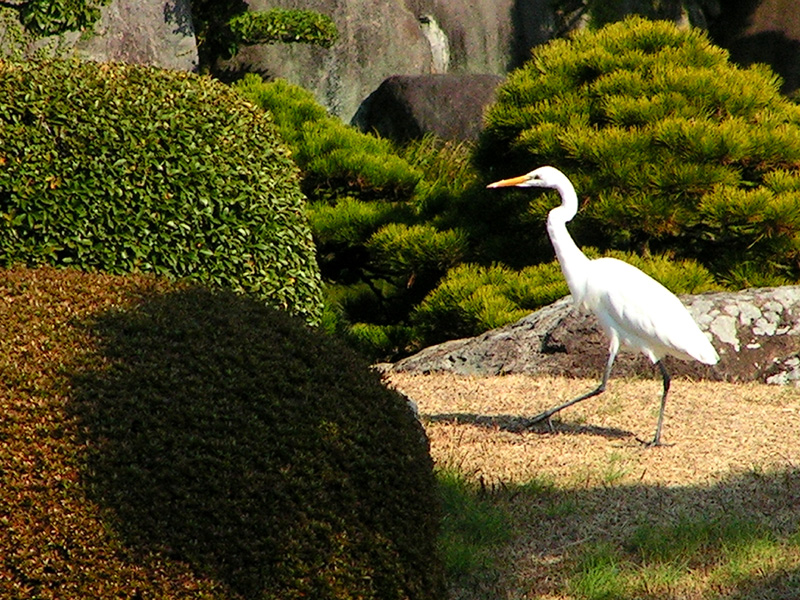 Japan - a Zen garden 13