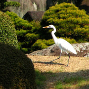 Japan - a Zen garden 13