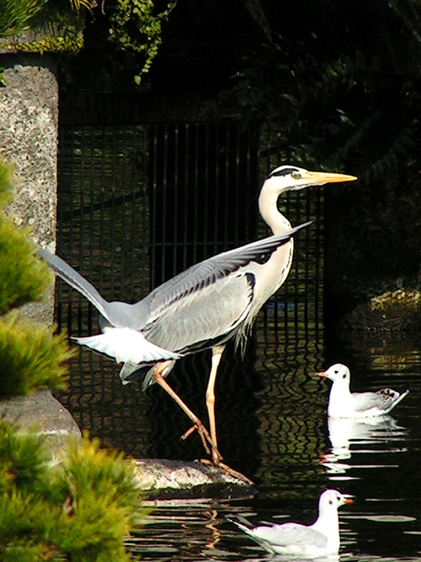 Japan - a Zen garden 15