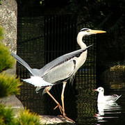 Japan - a Zen garden 15