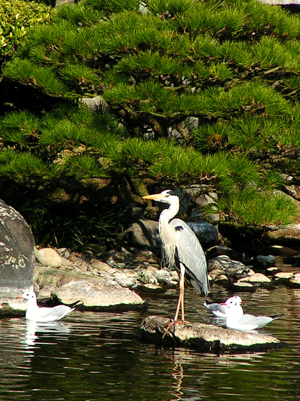 Japan - a Zen garden 16