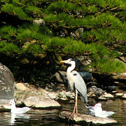 Japan - a Zen garden 16